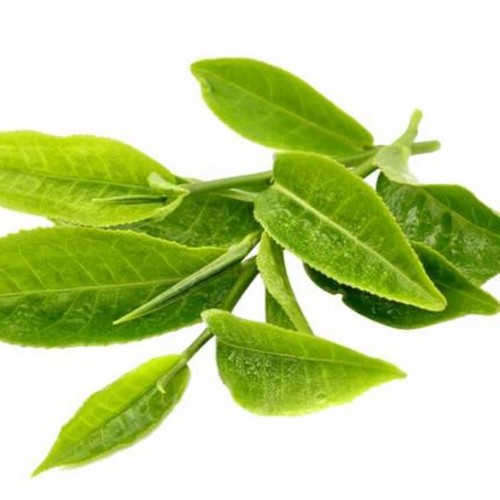 Camellia sinensis seeds - 10,
