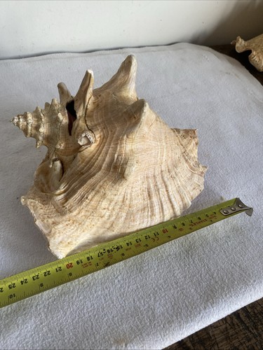Large vintage conch - large, 9”