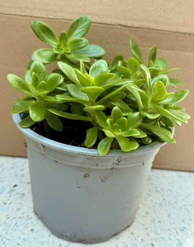 Actual plant 12cm potted - 12cm,