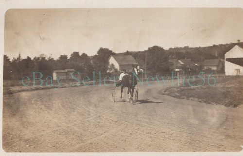 Real photo harness horse - -,