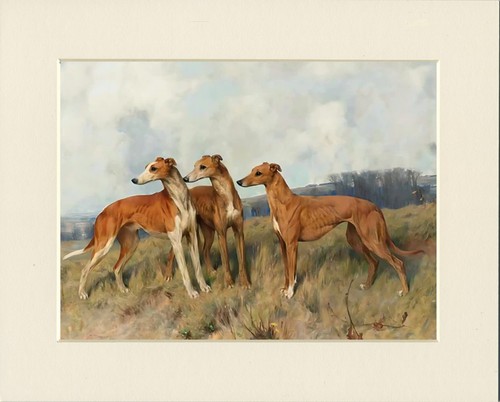 Greyhound dog art - dog, print