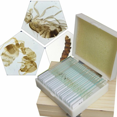 Insects mosquito prepared - insects,