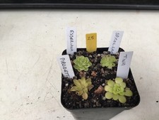 Pinguicula Collection. #25