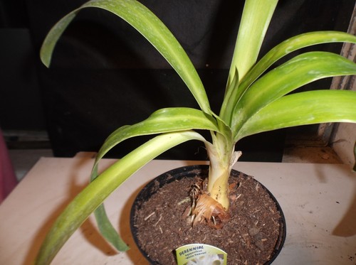 Agapanthus white heaven - heaven, 2lt