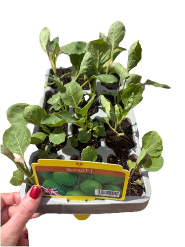 Sprout plants strong - plants,