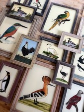 Bird Reverse Glass Paintings