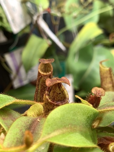 Nepenthes kongkandana x - (kongkandana,