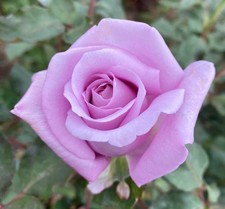 TWICE IN A BLUE MOON  -