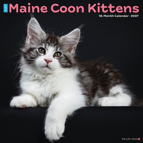 Maine coon kittens 2027 x - maine,