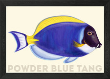 Powder Blue Tang Fish Framed