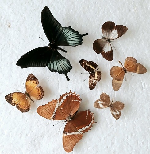 Butterfly collection set - collection, x7