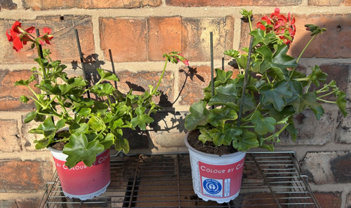 Ivy leaf trailing geranium - leaf,