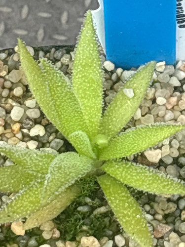Pinguicula meducina - meducina, x