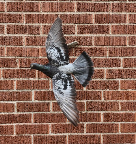 Flying wall mounted gray - mounted,