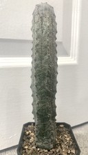 Euphorbia Abdelkuri Cactus