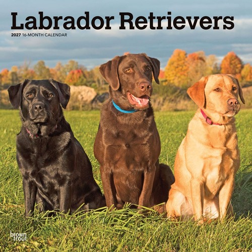 Labrador retrievers 2027 - retrievers,