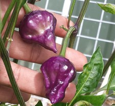 Rare Purple UFO Chilli - An