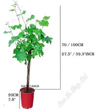 Large Grafted Green Grape Trees,Stem 70-100cm tall  in pot, Grafted Vine Plant