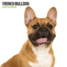 French Bulldog 2026 Modern
