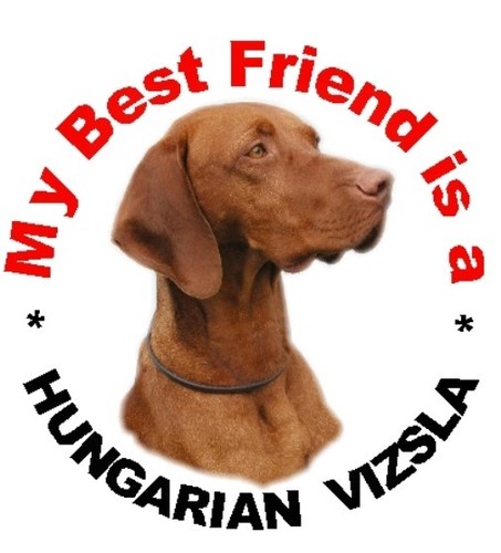 Hungarian vizsla car - vizsla,