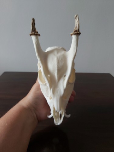Muntjac buck deer - deer, skull