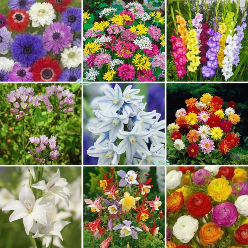 New garden flowers anemone - new,