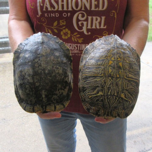Lot red eared - red-eared, slider
