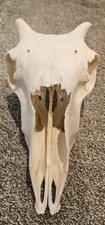  Sheep Skull taxidermy art