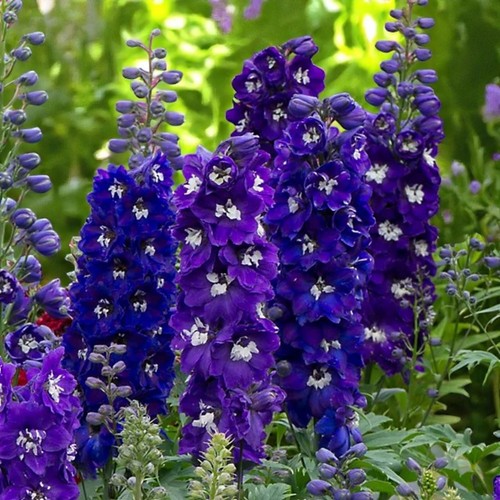 Delphinium dark blue black bee - dark,