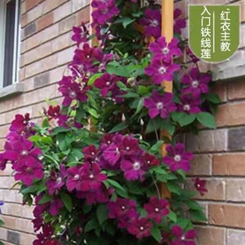 Seeds for deep purple - for,