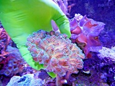 NITRILE AQUARIUM GLOVES
