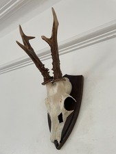 Mounted Antlers of a  Roe Deer