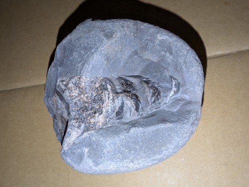 Jurassic marine fossil - jurassic,