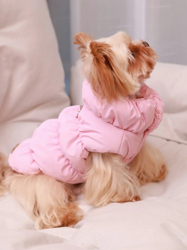 Layer dog winter - dog, warm