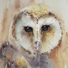 Original Watercolour Barn Owl