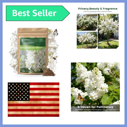 White japanese lilac - white,