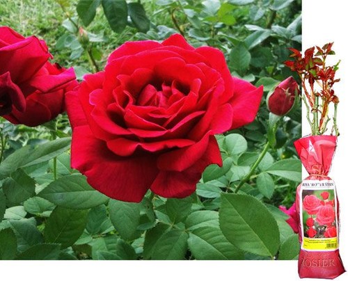 Fragrant climbing bush - 1,