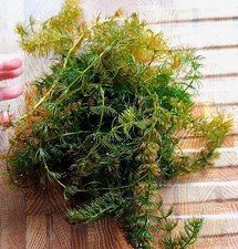 Hornwort Ceratophyllum