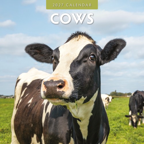 Cows 2027 square wall calendar - 2027,