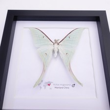 Insectrum Framed Chinese Moon