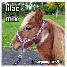 MINI SHETLAND OR SHETLAND