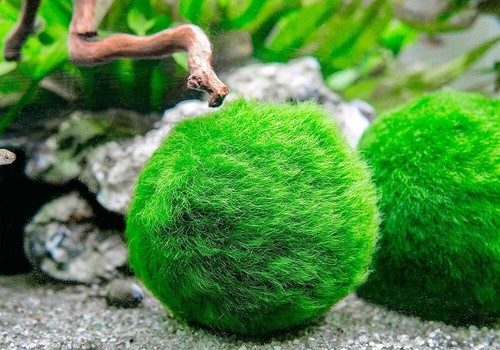 Inch marimo moss ball - 1",