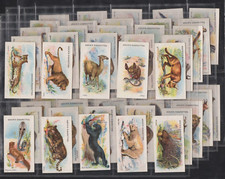 ADKIN & SONS LTD SET:   WILD