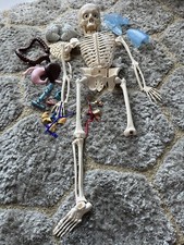 Human Anatomical Skeleton Model Medical Learn Anatomy Skeleton Project Parts