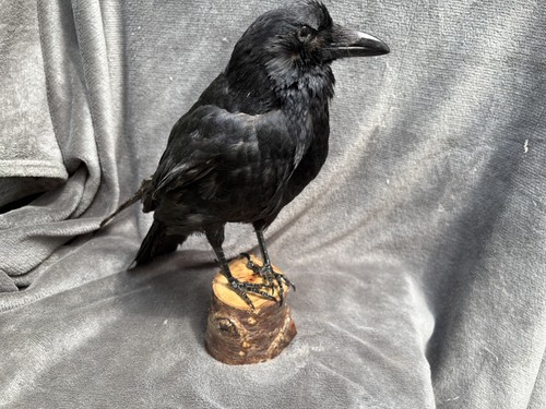 Taxidermy crow corvus corone - taxidermy,