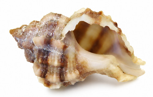 Bolinus brandaris - bolinus,