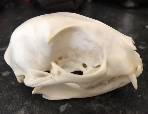 Domestic cat skull - domestic,