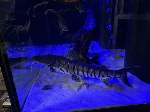 Tiger shovelnose catfish - tiger,