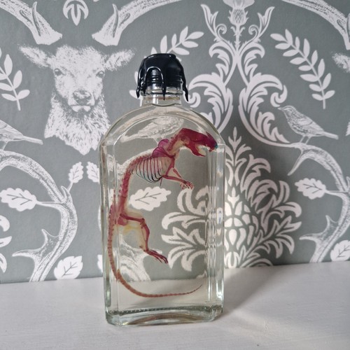 Diaphonized rat bottle - rat,
