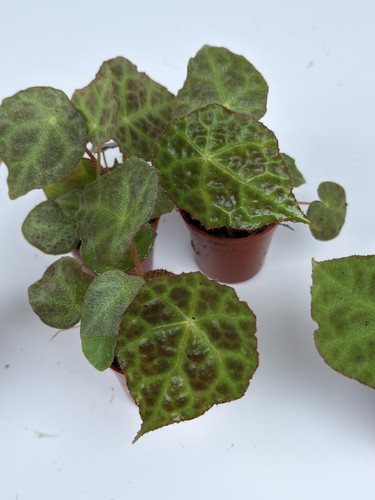Begonia sugogo rare - begonia, 'sugogo'